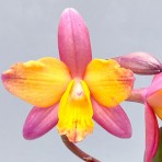 Cattleya Cernua Pink Splash Flowering Size